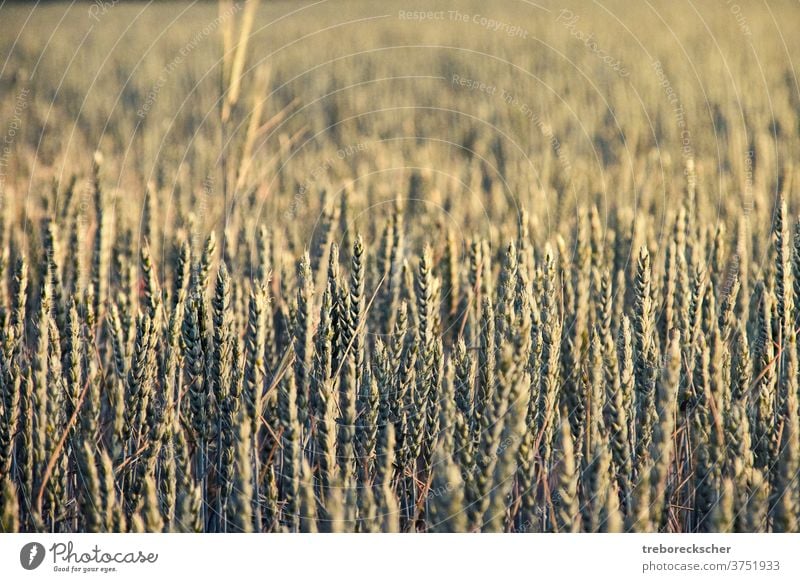 Weizenähren im Sonnenlicht Feld Ohr Natur Bauernhof Ackerbau ländlich Pflanze Struktur Müsli Sommer Landschaft Wachstum gelb Samen natürlich Korn Mais Szene