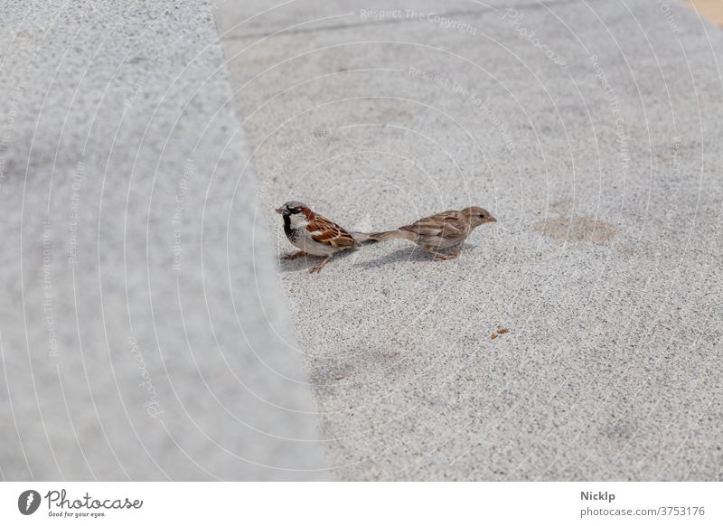 zwei Spatzen (Sperling) auf hellem grauen Beton Sperlingsvögel Stadt Kulturfolger Vogel Vögel klein urban Wildtier Tier Tierporträt niedlich