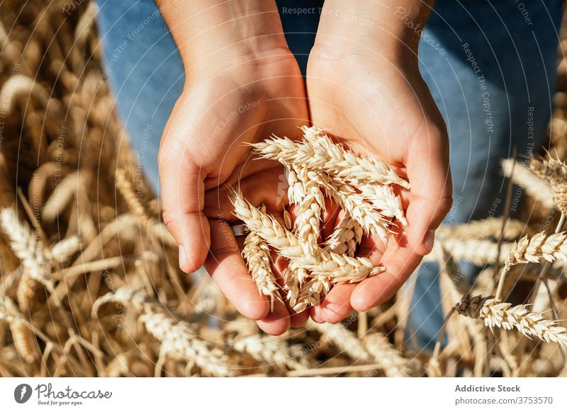 Erntefrau im Weizenfeld im Sommer Spikelet Frau Ackerbau Feld Landschaft Agronomie golden Bauernhof sonnig ländlich tagsüber sitzen friedlich getrocknet