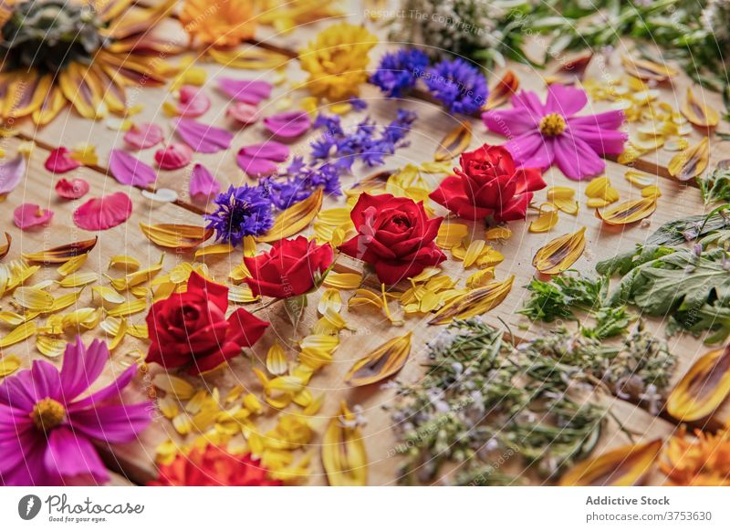 Verschiedene Blumen auf dem Tisch arrangiert Ordnung Zusammensetzung Blütenblatt Blütenknospen filigran hölzern Farbe sortiert frisch natürlich hell Blütezeit
