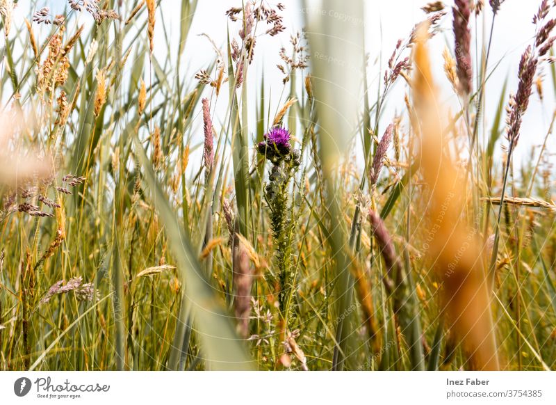 Gras und Blumen auf einem Feld, Terschelling, die Niederlande farbenfroh Flora terschelling Farben der Natur geblümt natürlich Pflanze Sommer Blütezeit