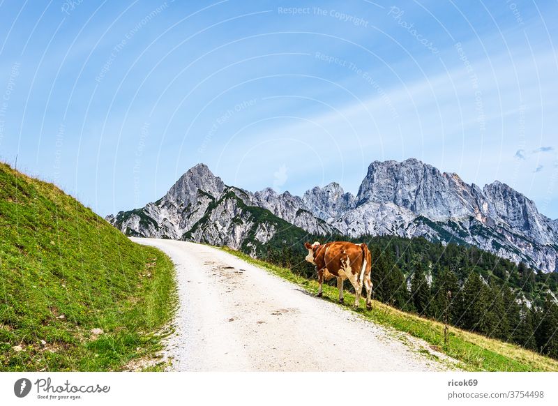 Blick auf die von ein Stock - Österreich Kuh lizenzfreies Foto Litzlalm Photocase in mit
