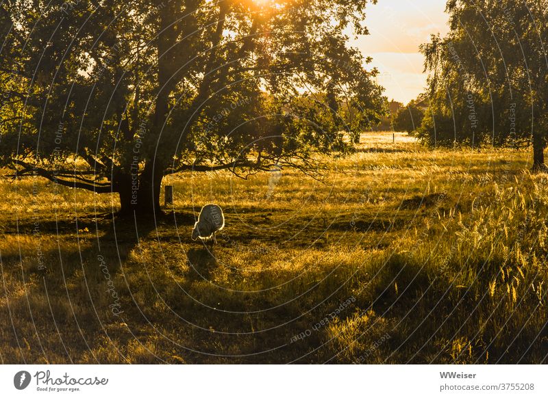 Es war einmal... ein glückliches Schaf in der Abendsonne Sonne Licht Wiese Baum Natur Gegenlicht golden warm strahlen leuchten Gräser grün gelbgrün Tier grasen