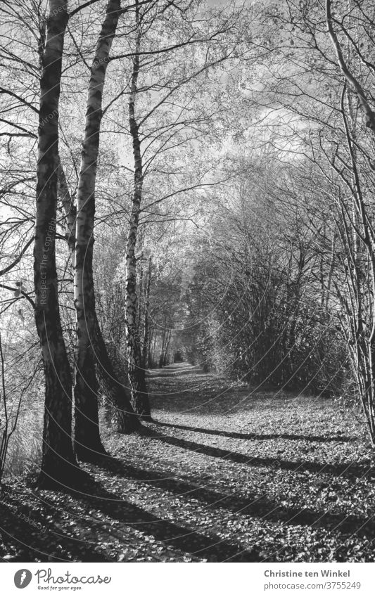 Ein Waldweg mit langen Schatten und fast kahlen Bäumen und Sträuchern Weg Einsamkeit Wege und Pfade Herbst Winter November Melancholie Traurigkeit Trauer
