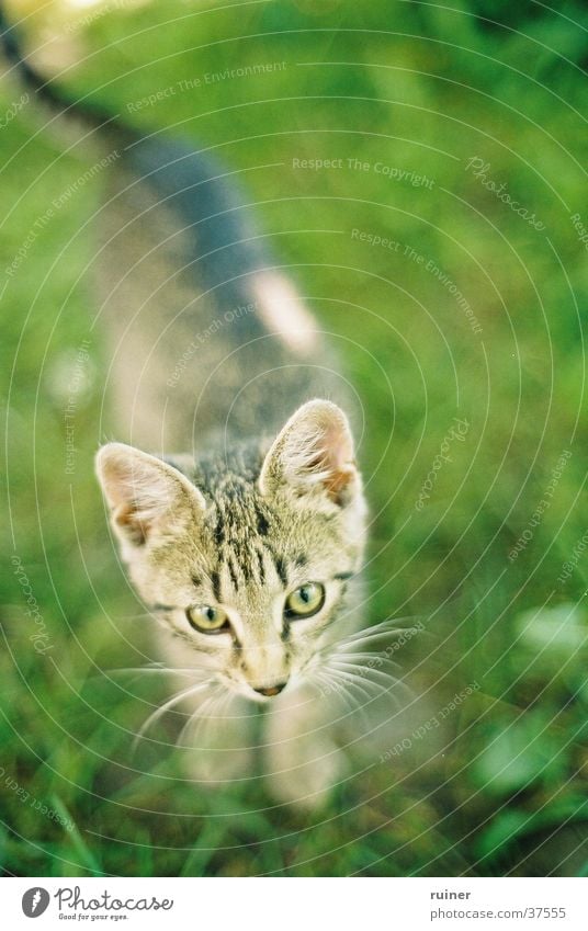 Scharfes Kätzchen Katze Hauskatze Gras Wiese grün Vogelperspektive Unschärfe Tiefenschärfe cat Auge
