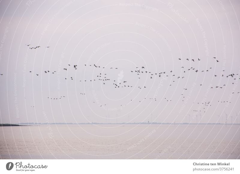 dynamisch | ein großer Schwarm Wildgänse über der Nordsee Vögel Vogelzug Vogelflug Wildtier Wildvogel Natur laut schnattern rufen Tier viele Außenaufnahme Deich