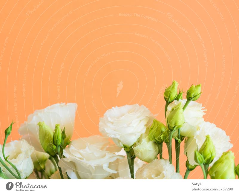 Schöner Blumenstrauss aus Eustoma-Blumen auf Orange eustoma Lysianthos Hochzeit Design Mode Mutter Blumenstrauß sehr wenige geblümt orange trendy Hintergrund