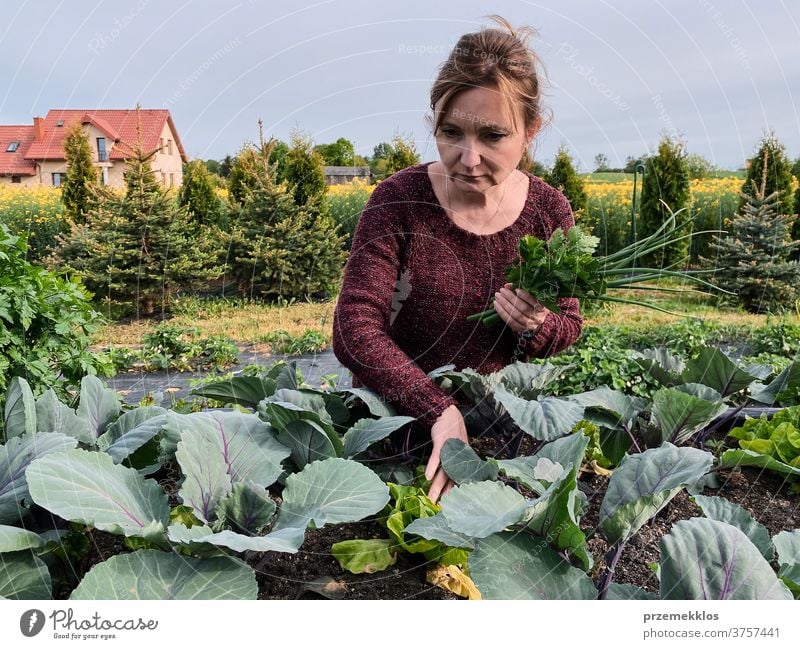 Frau pflückt das Gemüse in einem Garten Aktivität Erwachsener landwirtschaftlich Ackerbau authentisch Hinterhof offen lässig Konzept Land Ernte Tag Tageslicht
