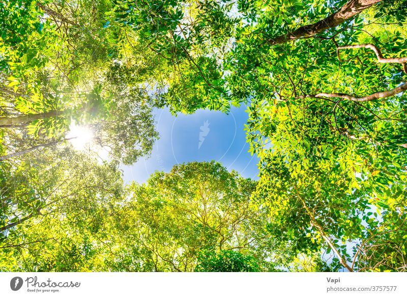Naturgrüner Wald mit großen Bäumen Baum Dschungel Himmel Top hell Sommer gelb Herbst schön sonnig Sonnenlicht Landschaft blau Frühling Saison Hintergrund