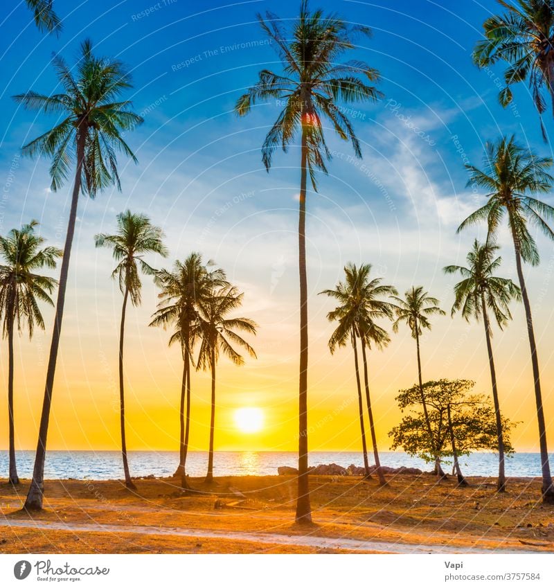 Sonnenuntergang mit Palmen am Strand Handfläche Baum Landschaft MEER Insel Meer tropisch reisen Sommer Himmel schön Silhouette Natur Kokosnuss Hintergrund