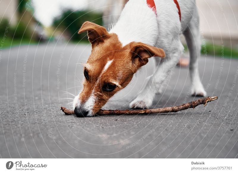 Jack Russel Terrier Hundespiel mit Holzstock im Freien kleben spielen klein Spiel niedlich Welpe Haustier Spielzeug außerhalb Wagenheber Knochen Spaß Tier