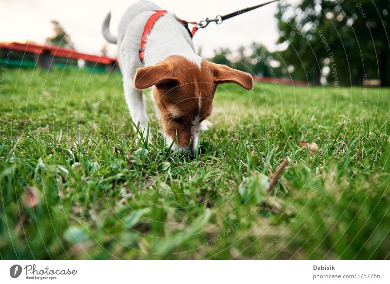 Hund auf Gras an einem Sommertag. Besitzer geht mit Hund im Freien spazieren spielen Spaziergang rennen Welpe niedlich Glück Haustier bezaubernd braun Gesicht