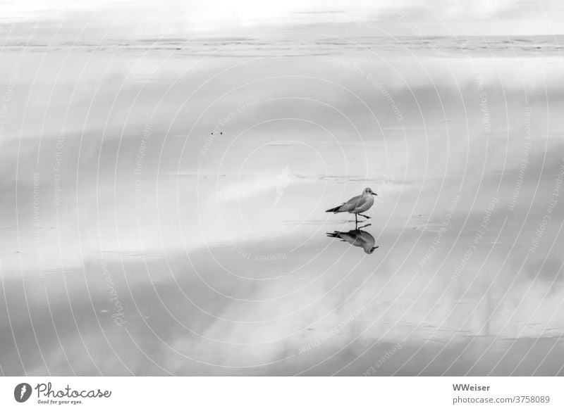 ZEN in der Kunst des Wasserlaufens Möwe See Oberfläche Himmel Spiegelung ruhig meditativ friedlich grau still einsam allein langsam Achtsamkeit Schritt