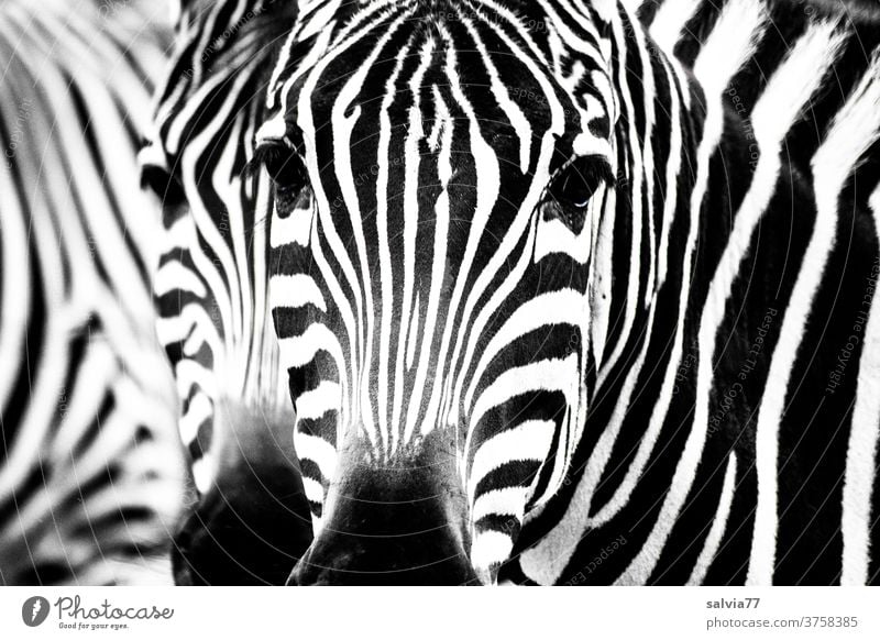 Zebrastreifen Streifen Schwarzweißfoto schwarz Muster Säugetier Fell Wildtier Tier gestreift Kontrast Natur Safari Tierporträt Blick Außenaufnahme Nahaufnahme