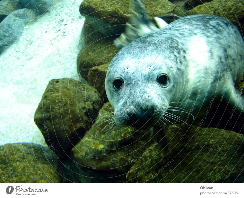 Schau mir in die Augen kleines Wasser Felsen Aquarium Robben 1 Tier blau Seehund Robbenbaby Farbfoto Unterwasseraufnahme Blick Stein Tiergesicht Tierporträt