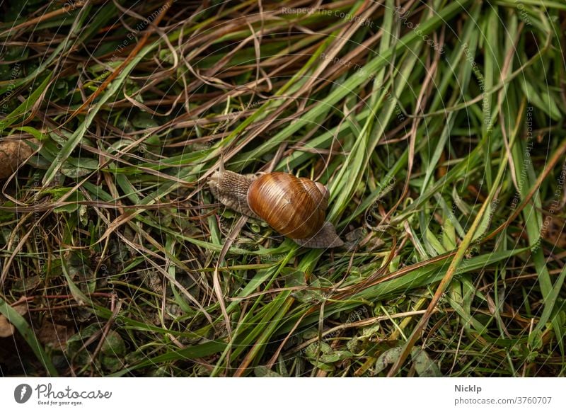 Weinbergschnecke im Gras Weinbergschnecken Schnecke schneckenhäuschen Schneckenhaus Kaiserschnecke Helix pomatia Helicidae glänzend von oben Fühler Gräser