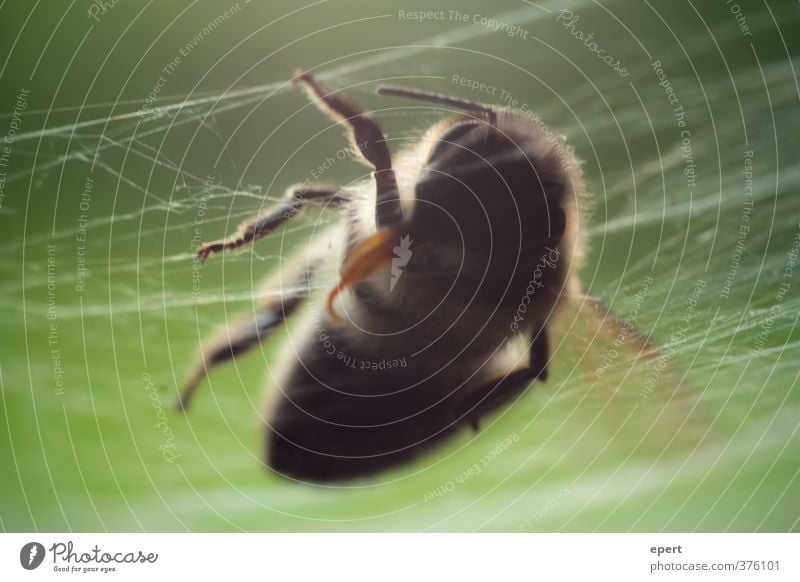 +++ gefallen +++ Tier Totes Tier Wespen Insekt Spinnennetz 1 Tod Ende Natur Vergänglichkeit Farbfoto Nahaufnahme Detailaufnahme Schwache Tiefenschärfe