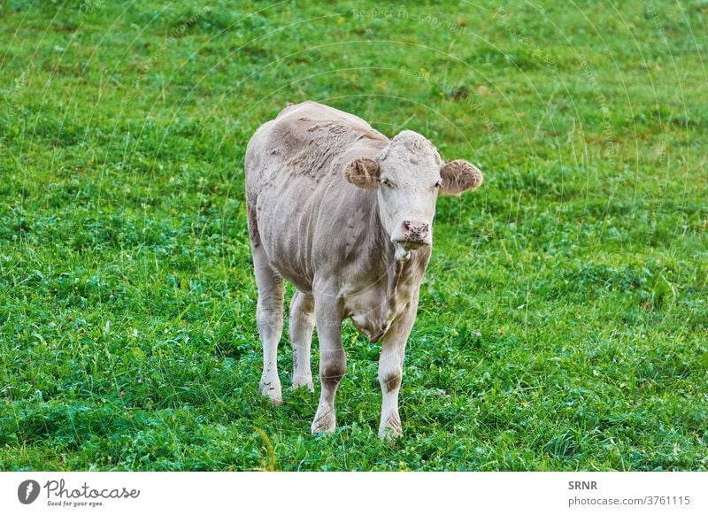 Kuh auf der Weide Tier landwirtschaftlich Ackerbau bovin Rind Milchtier domestizierte Huftiere im Freien Weideland Grasland Futterplatz leasow Landschaft