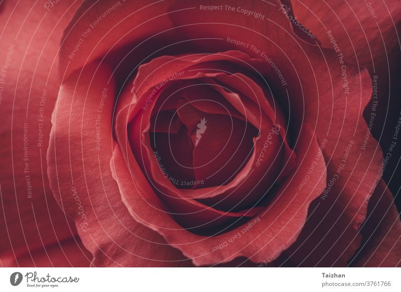 Red Rose Nahaufnahme Makro - Abstrakter Hintergrund . Detail eines Rosenblattes als Hintergrundbild. Roséwein Blume Liebe Romantik Valentinsgruß Schönheit