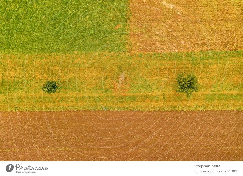 Luftaufnahme von oben auf ein Feld mit zwei Bäumen, eine Art Minimalismus, orange, natürliches Hintergrundfoto. Antenne Reihe Wiesen Draufsicht Bereiche