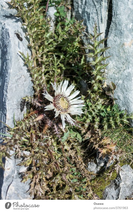 Silberdistel im Fels Pflanze Blüte Distel Flora Blume Stacheln Dornen Blätter Natur stachelig grün Detailaufnahme Botanik Farbfoto Sommer Nahaufnahme