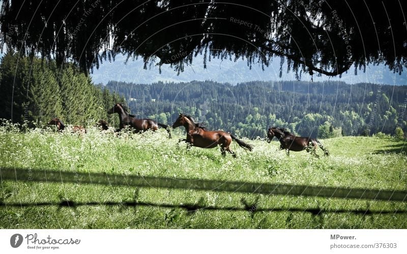 horsepower Umwelt Landschaft Wiese Wald Tier Pferd 3 Tiergruppe Herde ästhetisch Geschwindigkeit schön stark grün galoppieren Allgäu Weide Alpen Bayern braun