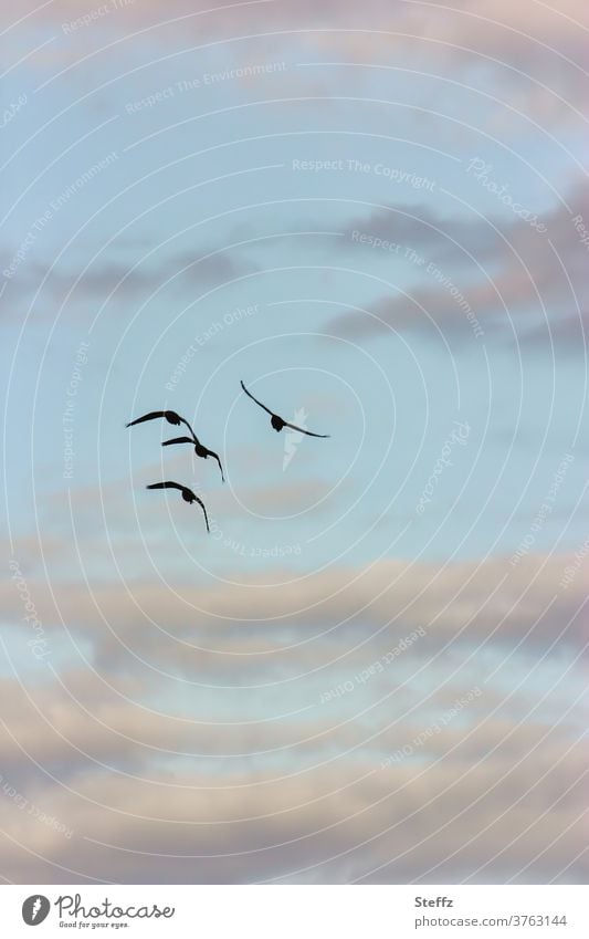 heimwärts fliegen Vögel Zugvögel Vogelflug Wildgänse Gänse Graugänse Himmel Wolken Vögel fliegen fliegende Vögel Freiheit frei graziös zusammen Himmelsblau Luft