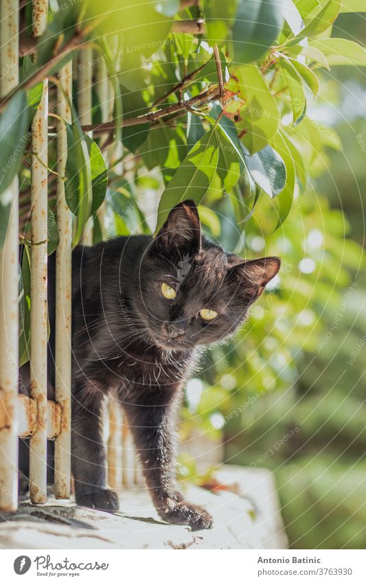 Kleine schwarze Katze, die sich durch einen weißen Zaun an einer Mauer quetscht, umgeben von grünen Blättern. Versucht, die Kamera zu erreichen, um sie zu inspizieren