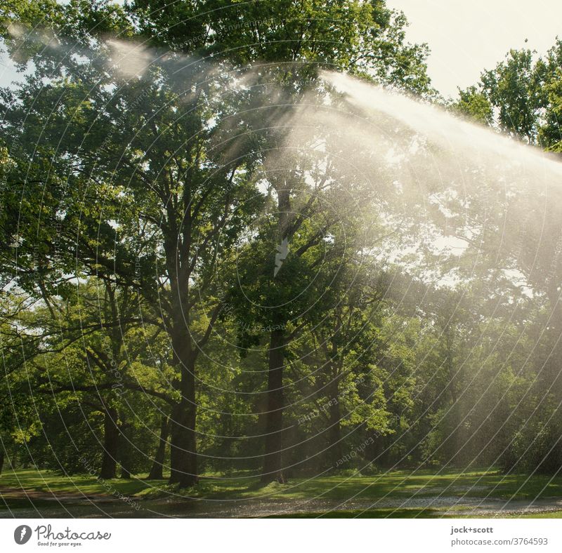 lebensnotwendig / Wasser für die Natur niederschlag beregnung Sonnenlicht Bewässerung Rasen Park Grünanlage Tiergarten Lichterscheinung üppig (Wuchs)