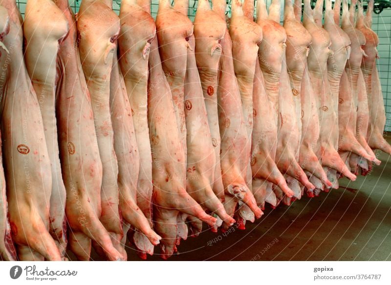 Schweinehälften in einem Fleisch verarbeitenden Betrieb Schweinefleisch Schlachtung Kühlung Nahrung Ernährung Kühlraum Kühlhaus Fleischverarbeitung Schlachterei