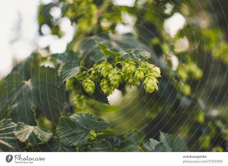 Frischer Bio-Hopfen für Craft Beer agrar Ackerbau ale-brewer Bier Biografie Blütezeit züchten Zucht brauen Brauer Brauerei Brauen Brauen von Bier Cash-Cropping