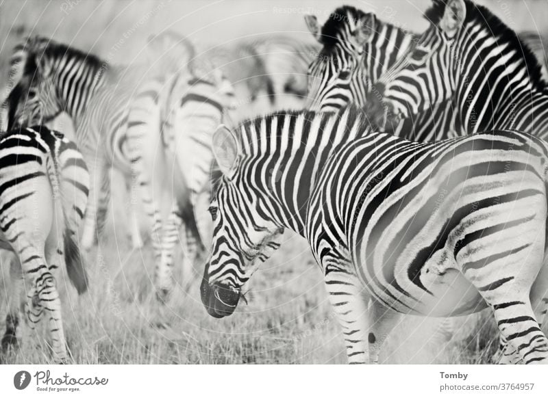 Zebra in der Buschwüste Zebrastreifen zebrastreifen Südafrika Buchse Wildpark Nationalpark Wildtier wildes Leben Afrika Wildtiere Tier