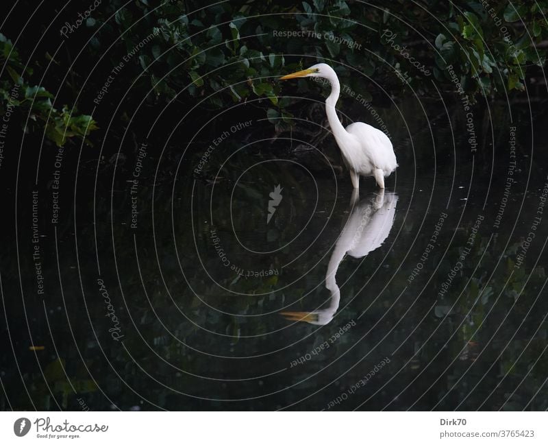 Silberreiher am Seeufer Reiher Vogel Wasser Spiegelung Spiegelung im Wasser weiß elegant schön Kontrast Kontrastreich Tier Natur Außenaufnahme Farbfoto Umwelt