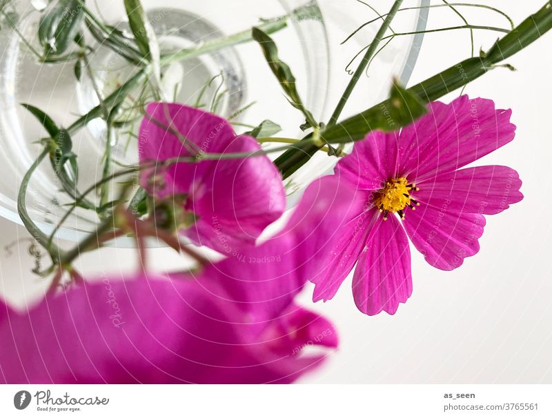 Pinke Blumen in Vase Cosmea bipinnata Schmuckkörbchen Glasvase grün pink weiss Vogelperspektive Staubfäden Blüte Blüten September August gelb leuchtend blühend