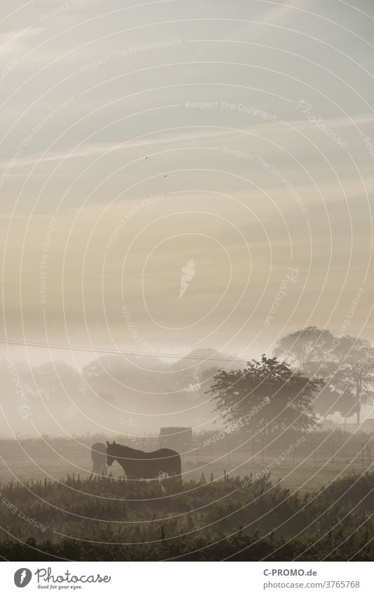 Pferdekoppel im Morgennebel Nebel Nebelstimmung Nebelschleier Bäume am Horizont Strommast Wolken