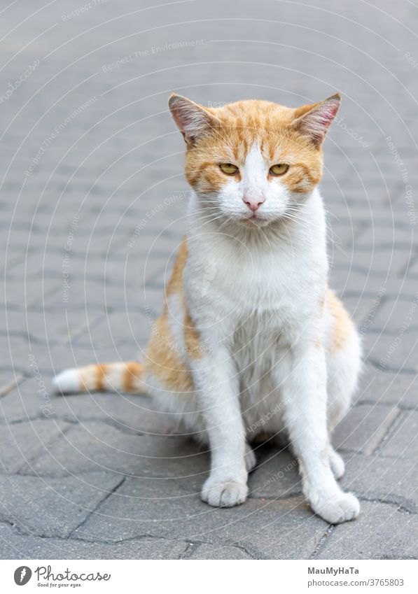 Straßenkatzenräuber Katze Räuber Pfoten Schnurrbart Bürgersteig Großstadt Porträt Tier Säugetier
