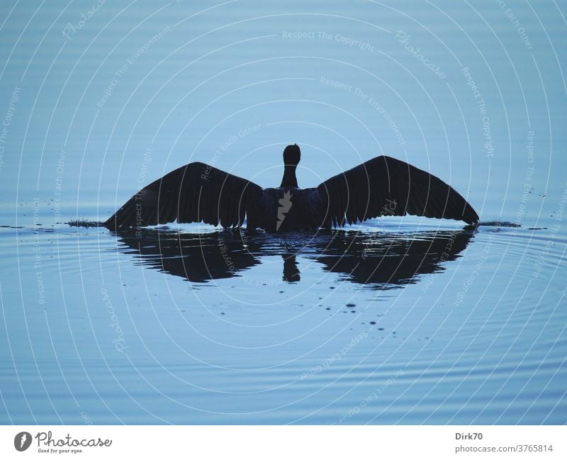 Kormoran kurz vor dem Abflug Vogel Wasservogel schwimmen starten startbereit abflugbereit Flucht fliehen nass Wasseroberfläche See Teich Spiegelung