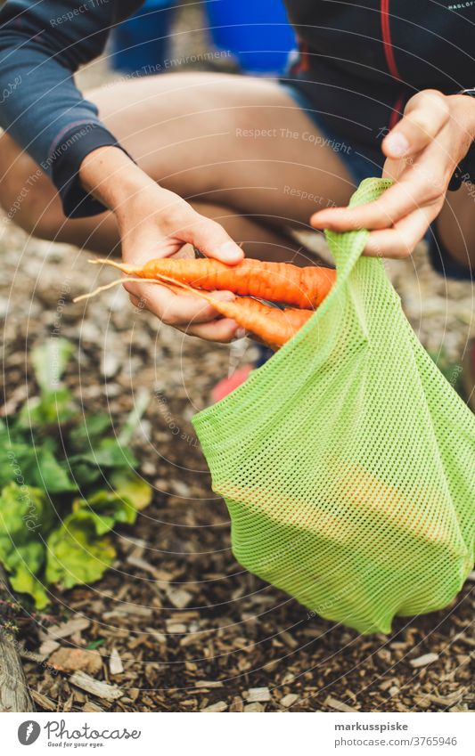 Urban Gardening ernten frische Bio-Möhren Ackerbau Biografie Blütezeit züchten Zucht Kindheit Wintergarten kontrollierte Landwirtschaft Ernte Bodenbearbeitung