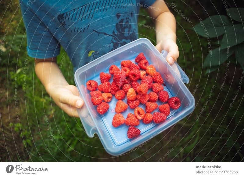 Gewächshaus für Raspberries Ackerbau Biografie Blütezeit züchten Zucht Kindheit Wintergarten kontrollierte Landwirtschaft Ernte Bodenbearbeitung Lebensmittel