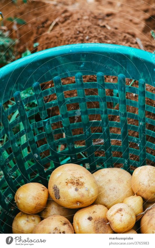 Erntefrische Bio-GVO-freie Kartoffeln Ackerbau Schubkarre Biografie Übertopf kontrollierte Landwirtschaft Bodenbearbeitung Lebensmittel Garten Gartenarbeit