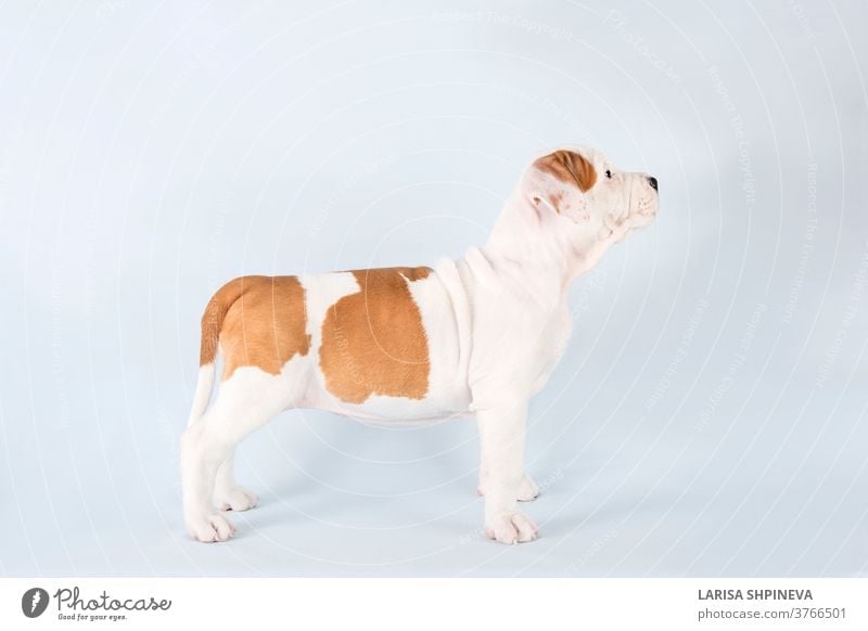 Studioporträt lustiger niedlicher Welpe American Staffordshire Terrier stehend im Gestell auf hellblauem Hintergrund, Nahaufnahme Hund weiß Haustier Glück