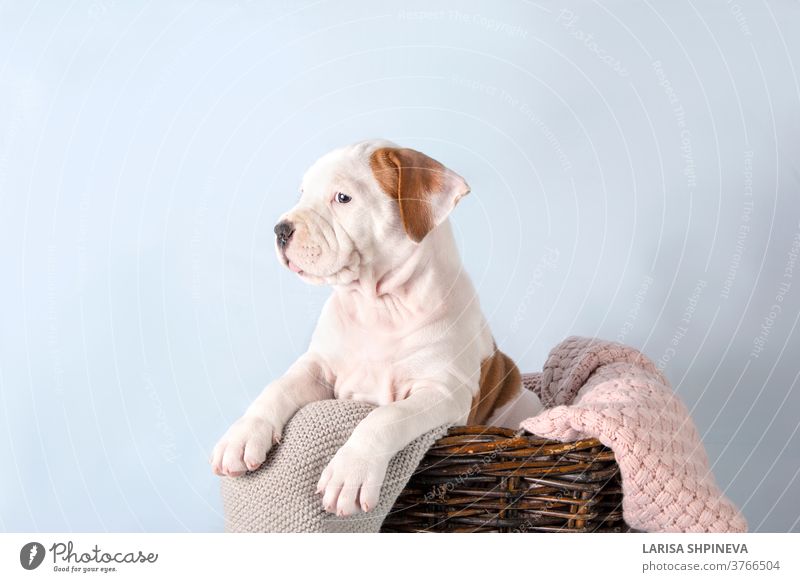 Lustiger niedlicher Welpe American Staffordshire Terrier im Korb sitzend auf hellblauem Hintergrund, Nahaufnahme Hund weiß Haustier Glück lustig Atelier