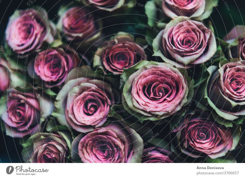 Rosenstrauß Roséwein Blume Haufen Blumenstrauß Flora Postkarte Hintergrund Natur Valentinsgruß Blütenblatt Pflanze Liebe geblümt Blütezeit Garten Hochzeit