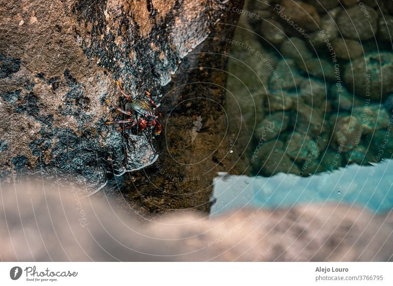 Rote Krabbe, die in das Wasser eines Gezeitentümpels gerät abstrakt Tier Arthropode Hintergrund Strand schön Verhalten blau Nahaufnahme Küste grün Feiertag