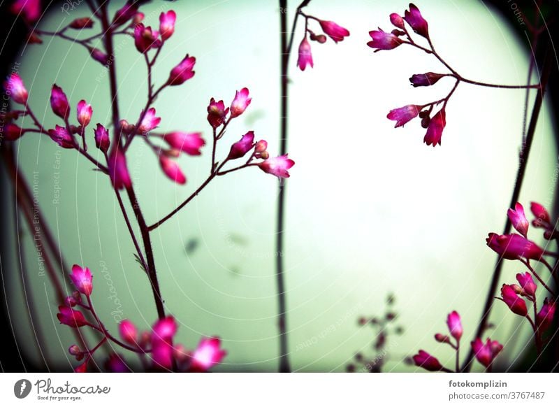 pinkfarbene zarte Blüten vor rundem unscharfem Kugelobjekt Blütenknospen Stengel Blühend Blume Blumenliebe natürlich Gartenpflanzen Naturliebe Pflanze leuchtend