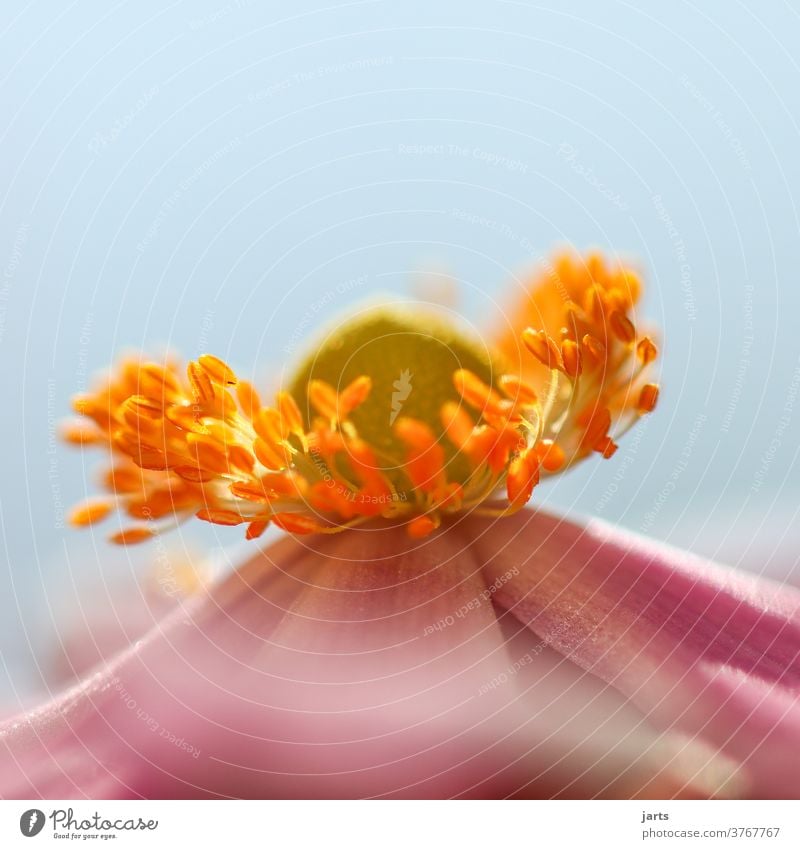 Blütenstempel einer Herbstanemone Blume Pflanze Natur Farbfoto Außenaufnahme Makroaufnahme Detailaufnahme Nahaufnahme Menschenleer Garten rosa Tag Blühend