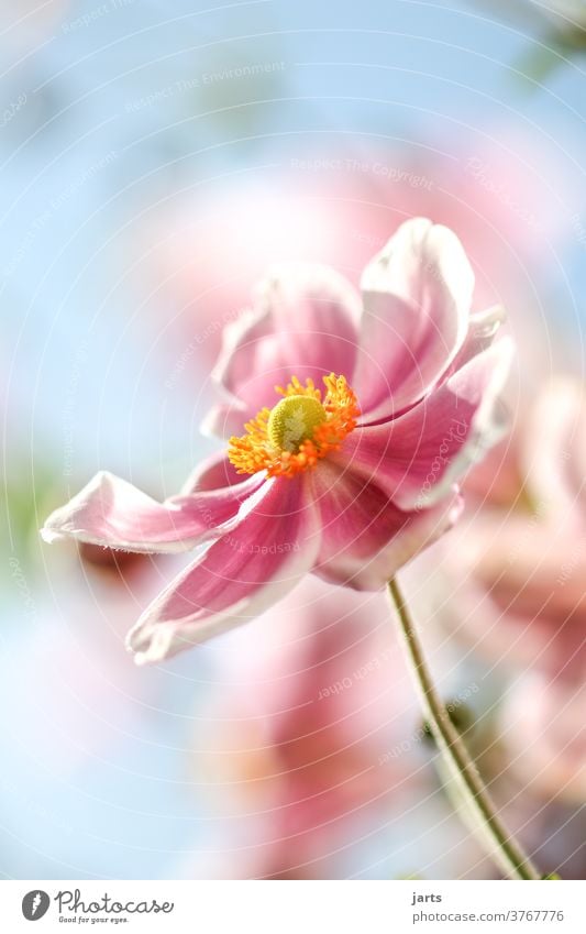 Herbstanemone Blume Altweibersommer Spätsommer Pflanze Blüte Außenaufnahme Farbfoto Natur Garten Nahaufnahme Blühend Menschenleer Detailaufnahme Tag rosa