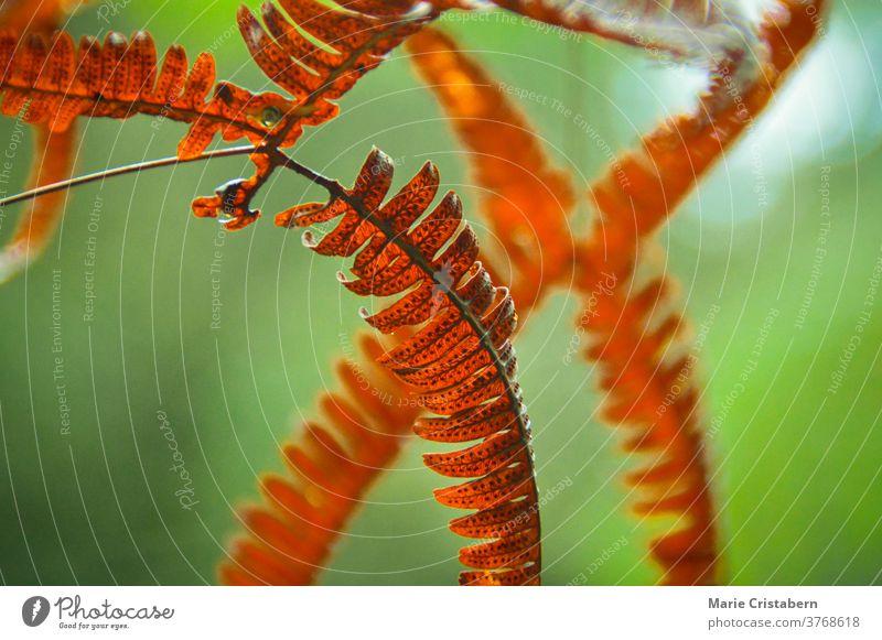 Nahaufnahme von Farnblättern, die sich im Frühherbst rot-orange färben rote Farnblätter abschließen Makro grün orange Farbe Herbstsaison wechselnde Jahreszeit