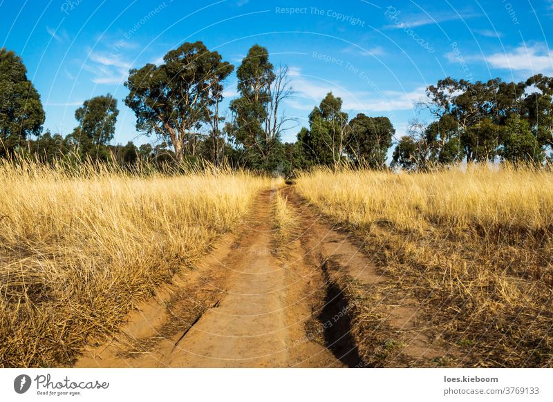 Dirtroad mit tiefen Pfaden durch den trockenen Busch in den Grampians, Victoria, Australien Buchse Opa trocknen Gras dirtroad Landschaft Outback Natur Pflanze
