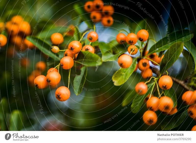 Strauch mit orangefarbenen Beeren und grünen Blättern baie baies Treuhänder feuilles Zweigstelle Hintergrund reif Natur Pflanze Frucht Blatt Herbst Ast